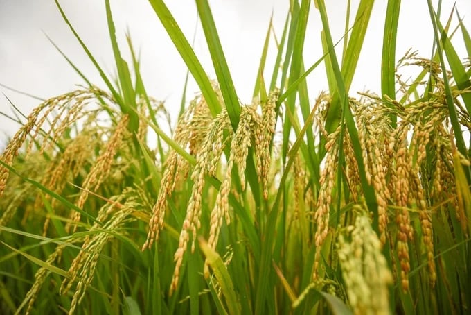 Sản xuất theo phương pháp tưới ngập - khô xen kẽ giúp năng suất lúa cao hơn đối chứng xấp xỉ 2%. Ảnh: Tùng Đinh.
