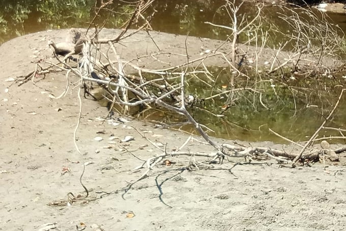 Cá tự nhiên chết bất thường trên sông Mỹ Gia thuộc địa phận xã Lộc Vĩnh, huyện Phú Lộc. Ảnh: CĐ.