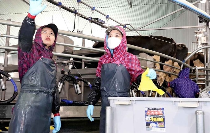 Thực tập sinh Việt Nam làm việc tại một trang trại bò sữa ở Hokkaido, Nhật Bản, hồi tháng 4/2023. Ảnh: Japan News.