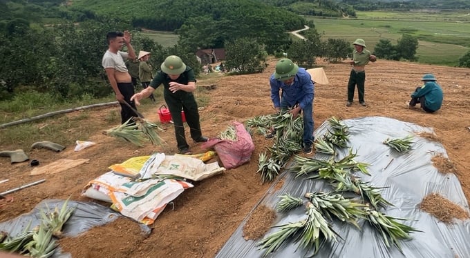 Doveco và UBND huyện Vũ Quang triển khai trồng thử nghiệm dứa Cayen tại xã Đức Bồng (huyện Vũ Quang) ngày 3/7. Ảnh: UBND huyện Vũ Quang.