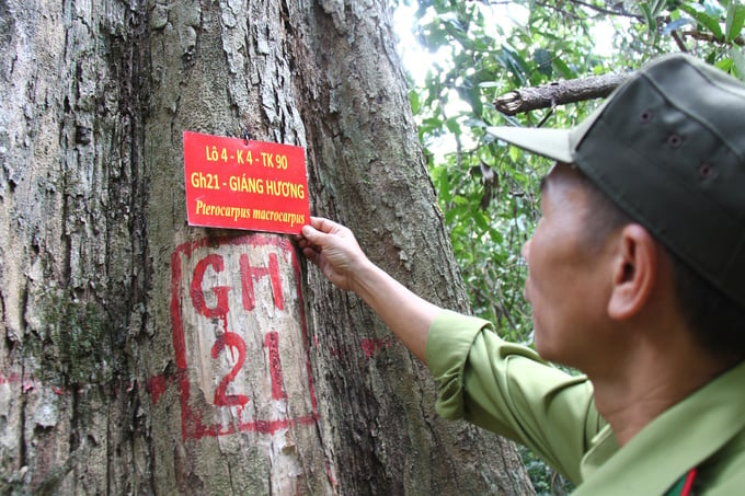 Burma padauk trees are tagged with identification numbers to faciliate protection efforts. Photo: Tuan Anh.