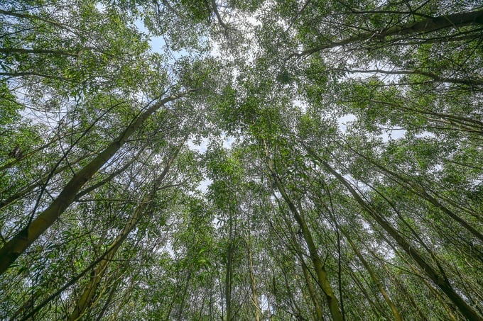 The requirement for sustainable forest management certification is a global trend. Photo: Tung Dinh.
