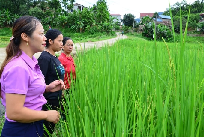 Giống lúa giả trồng ở Tân Sơn, Phú Thọ mãi không ra hạt. Ảnh: Dương Đình Tường.