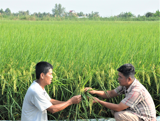 Từ đầu năm đến nay, Kiên Giang đã thu hoạch dứt điểm 2 vụ lúa với đạt sản lượng trên 2,57 triệu tấn, tăng trên 47.000 tấn so với cùng kỳ năm trước. Ảnh: Trung Chánh.