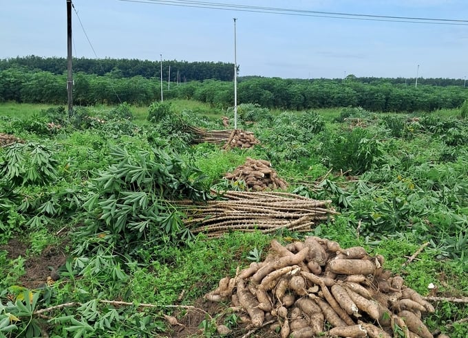 A cassava field is being harvested in Tay Ninh. Photo: Son Trang.