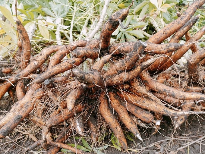 Newly harvested cassava roots. Photo: Son Trang.