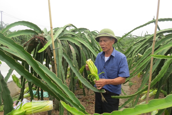 Ông Hoàng Văn Viên, Bí thư Chi bộ đồng thời là Phó Giám đốc HTX Nông nghiệp hữu cơ Trực Trang chia sẻ về lợi ích kinh tế từ cây thanh long ruột trắng. Ảnh: Đinh Mười.