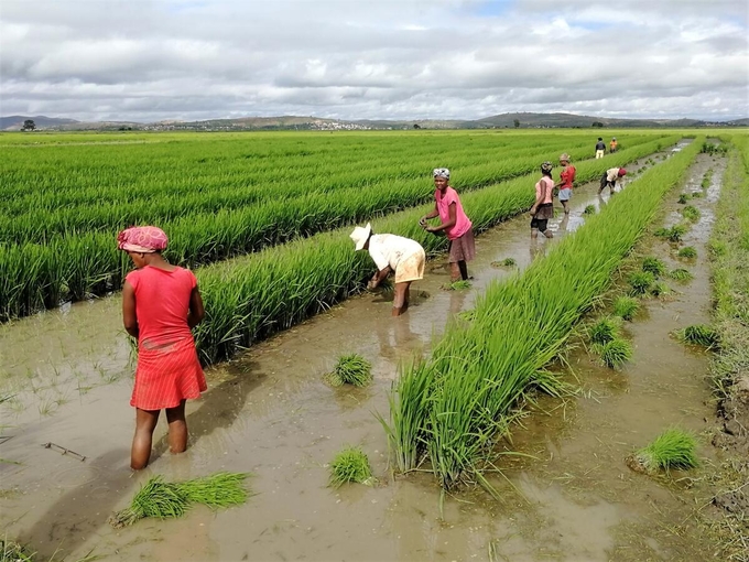Growing rice in Madagascar.