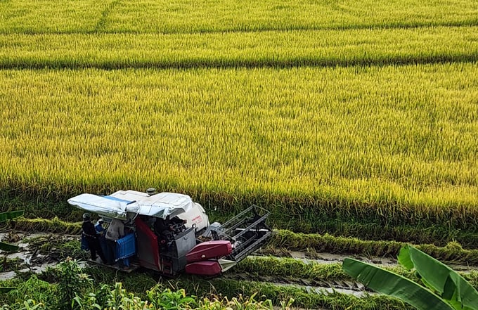 Nông nghiệp Đắk Lắk có tiềm năng nhưng cũng đối mặt nhiều khó khăn. Ảnh: Quang Yên.