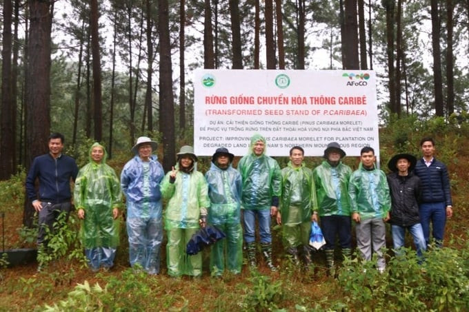 Staff of the AFoCO project visited the pine seedling forest in Vinh Phuc. Photo: VAFS.