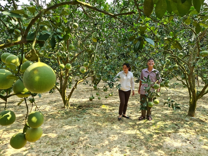 Soi Ha grapefruit is one of 7 agricultural products in Tuyen Quang province are selected to export to Europe. Photo: Dao Thanh.