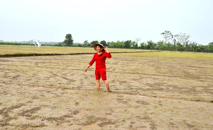 Model of rice cultivation without plowing. Photo: Duong Dinh Tuong.