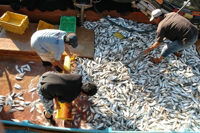 Based on the situation of the fishing grounds and exploitation capacity, from now until the end of the year, fishing output will continue to increase, making it difficult to achieve the target of reducing by 8% compared to 2023 as set out. Photo: Hong Tham.