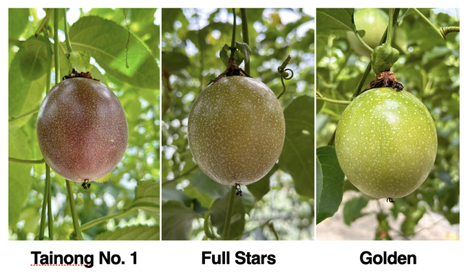 Three popular passion fruit varieties in Taiwan.