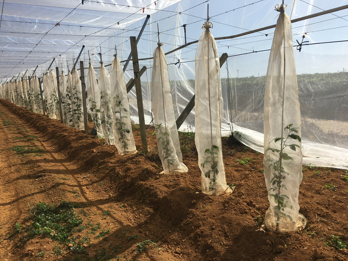 Growing passion fruit in Taiwan requires basic construction stages to cover seedlings with mosquito nets to limit virus attacks. Photo: Ho Huy Cuong.