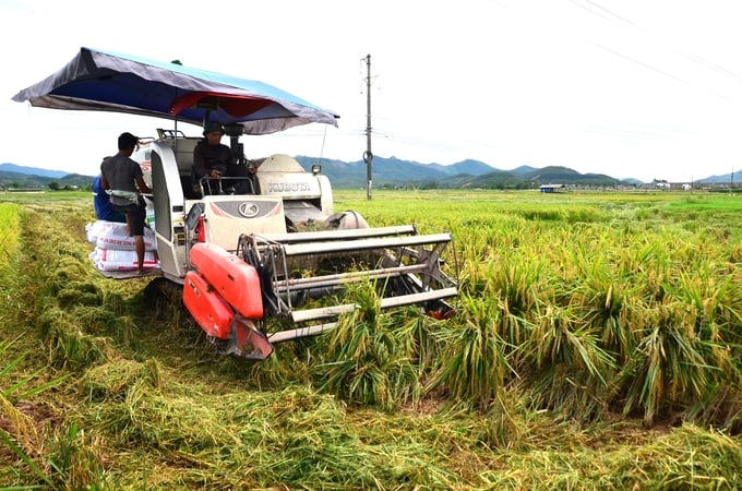 The chains of the combine harvester crush the rice stalks, making them unable to re-grow. Photo: Duong Dinh Tuong.