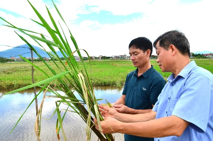 In Bao Yen, there are only about 50 ha of re-grown rice left. Photo: Duong Dinh Tuong.