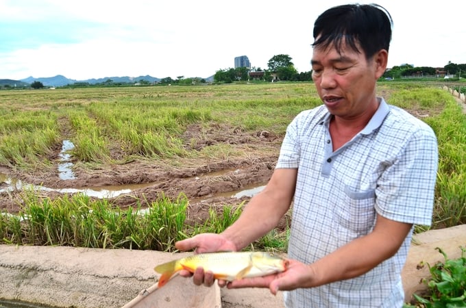 Mr Tang Van Binh checks the fish prepared for release into the fields. Photo: Duong Dinh Tuong.