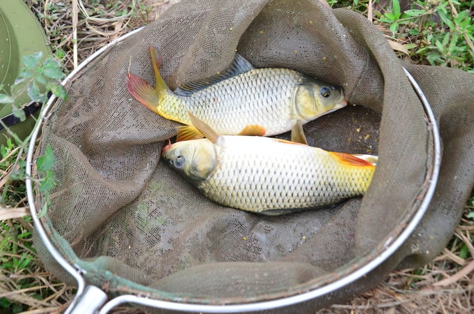 Fish ready to be released into the fields. Photo: Duong Dinh Tuong.