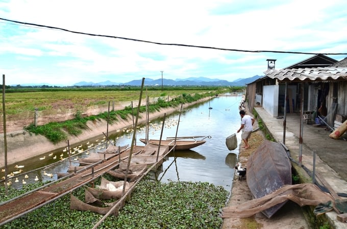 The combined fish and duck farming area in Mr. Tang Van Binh's field. Photo: Duong Dinh Tuong.