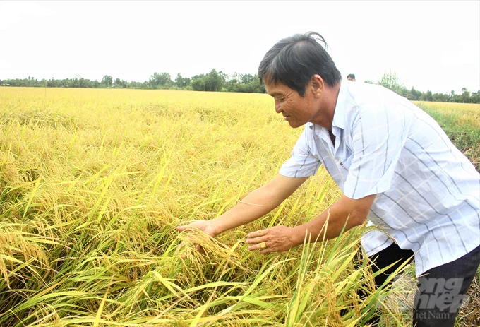 The alternating wet and dry smart rice cultivation model helps reduce emissions and protect the environment through strict implementation of reduced water usage, decreased fertilizer application, and pesticide spraying. Photo: Tuan Phat.