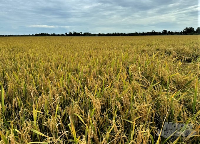 The alternating wet and dry smart rice cultivation model reduces investment costs, increases productivity, and boosts profits for farmers. Photo: Tuan Phat.