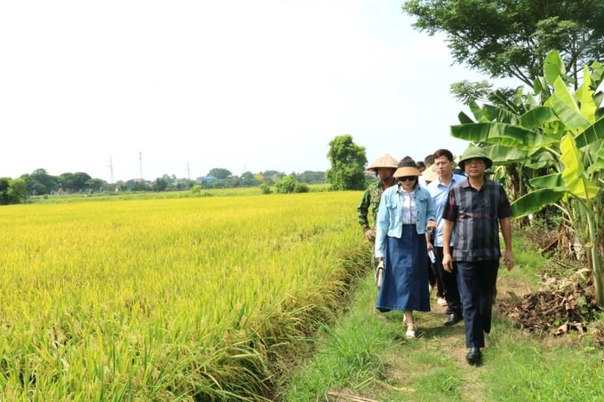 Leaders and officials of Vu Ban district inspect the growing rice without plowing model. Photo: Luong Van Truong.