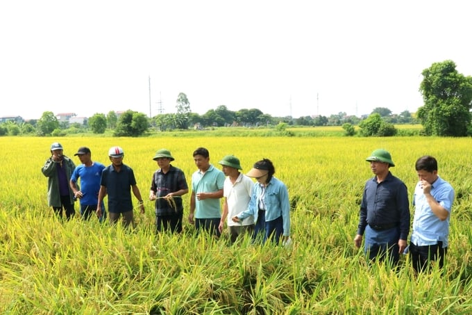 Growing rice without plowing has yields equivalent to traditional methods. Photo: Luong Van Truong.