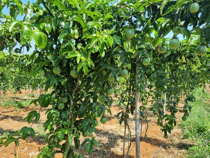 Passion fruit is growing strongly in Vietnam and Asian countries. Photo: Tuan Anh.