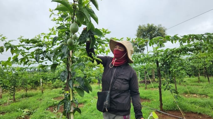 Disease management in passion fruit is considered a key factor for this crop to develop sustainably. Photo: Tuan Anh.