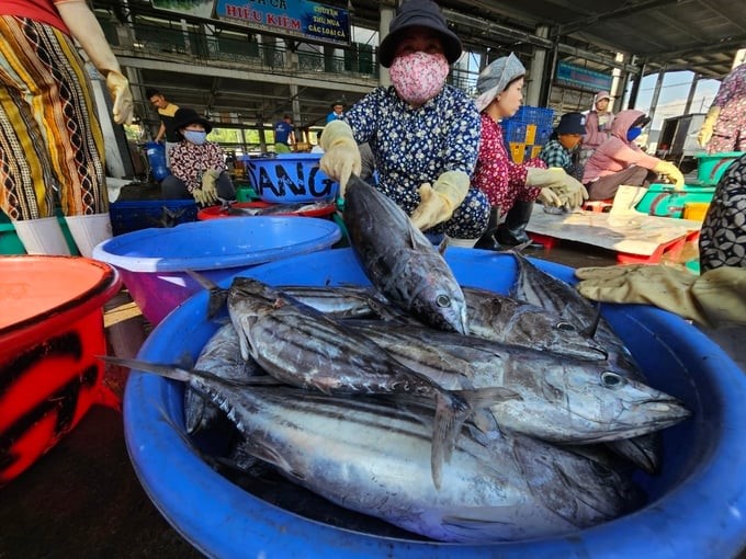 Skipjack tuna for canned food production today usually weighs an average of 1.8–3.4 kg/head. Photo: VAN.