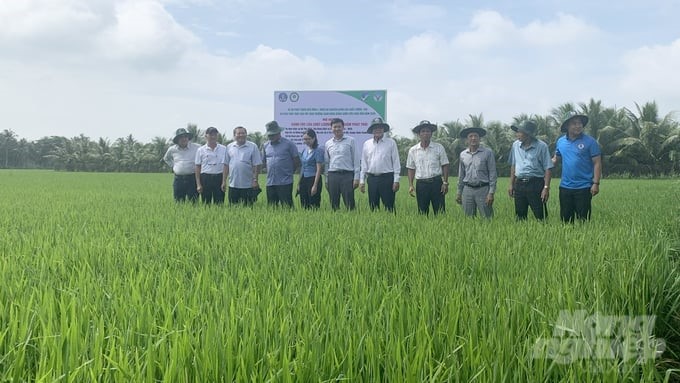 The sample field participating in the project of 1 million hectares of high-quality rice is green and in the tillering stage. Photo: HT.