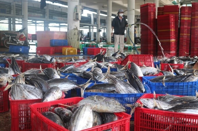 Many opinions say that Vietnam's tuna exports will face many difficulties if the regulation on only catching skipjack tuna from 500mm is not soon adjusted. Photo: Hong Tham.