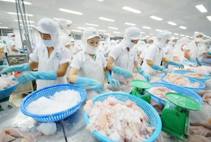 Vietnam's pangasius exports in the first half of this year reached 922 million USD, up nearly 6% over the same period. Photo: Hoang Vu.