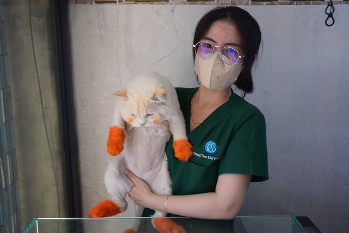 Currently, dermatological diseases appearing on pets in Vietnam are quite common. Photo: D.T.