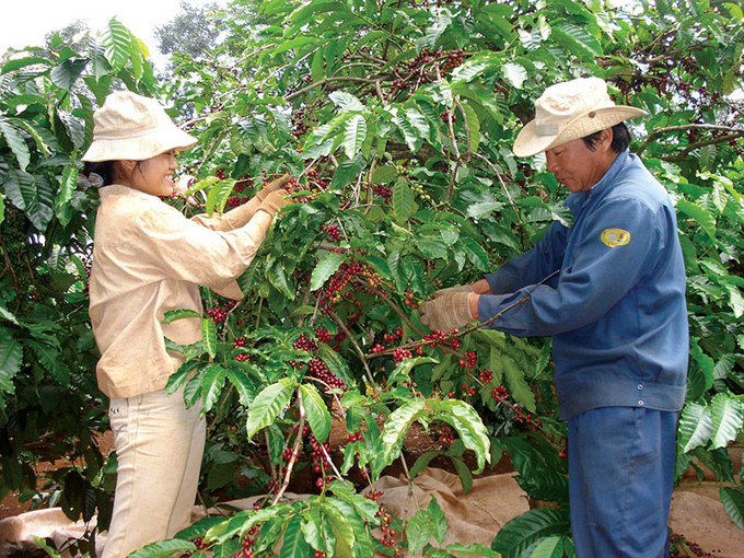 Key products such as rice, coffee, cashew nuts and fruits have grown significantly in reaching and dominating the international market. Photo: KinhteSaigon.