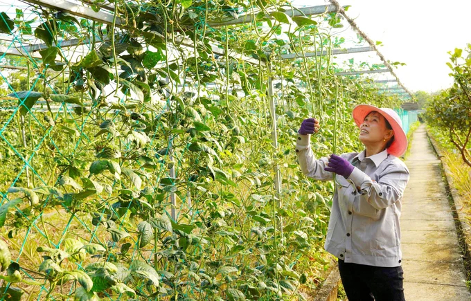 A farm that produces organic vegetables. Photo: Nguyen Thuy.