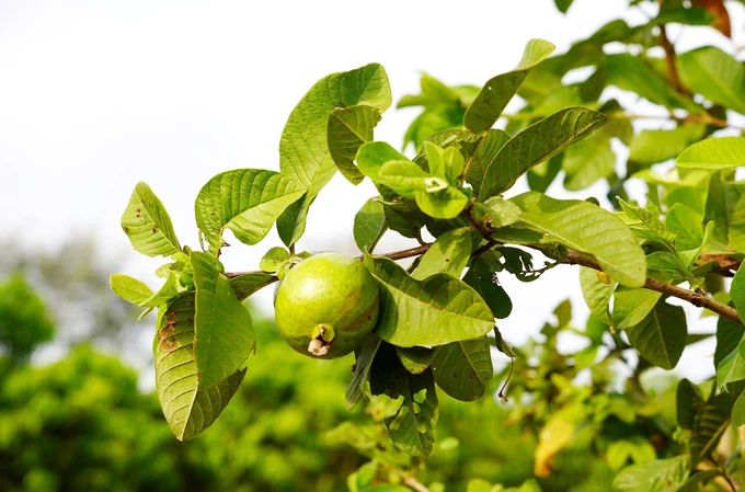 Organic guava. Photo: Nguyen Thuy.