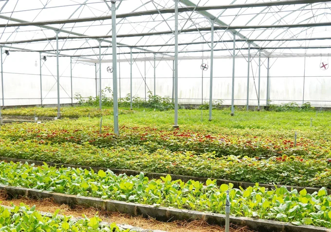 A model of growing organic vegetables in a greenhouse. Photo: Nguyen Thuy.