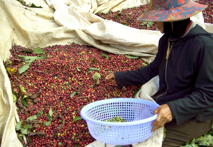 Harvesting organic coffee at Tin Duc Cooperative, Ngoc Hoi district, Kon Tum. Photo: Nguyen Thuy.