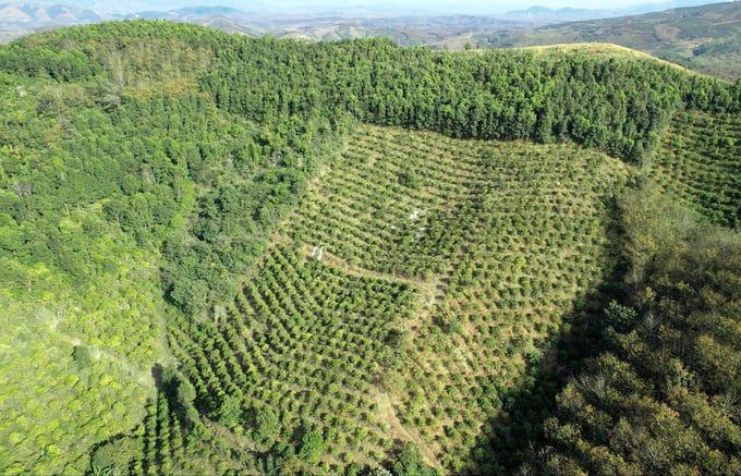 The raw coffee area is produced according to the Tin Duc Cooperative's process of not using chemicals. Photo: Nguyen Thuy.