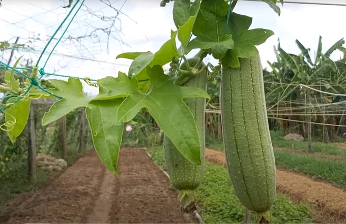 An organic vegetable garden in Ben Tre. Photo: Son Trang.