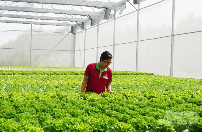 Urban agriculture development is an essential direction for Ho Chi Minh City's agricultural sector. Photo: Nguyen Thuy.