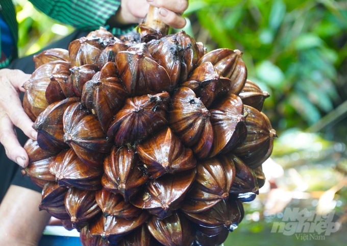 Trung bình mỗi ngày, tùy theo dừa tới lứa thu hoạch nhiều hay ít, bà con chia thành 2 lần đốn và cách nửa tháng những buồng dừa này lại tiếp tục ra buồng mới, thu hoạch xoay vòng.