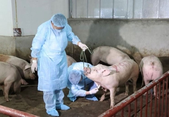 ASF has been detected in 44 provinces and cities, leading to the euthanization of more than 39,000 pigs, which is three times more than the previous number. Photo: Bao Cong Ly. 