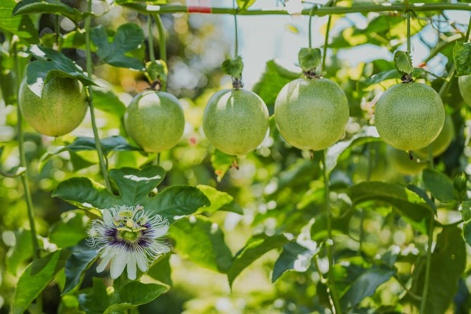 Passion fruit is a fruit tree with high economic value. Photo: Nguyen Van Viet.