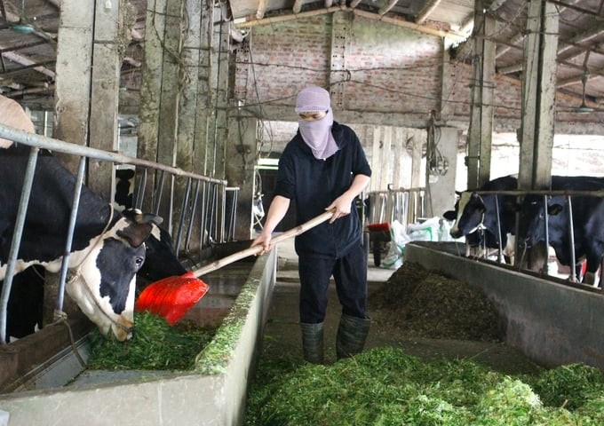 Ha Nam's livestock industry has made clear changes; however, developing biosafety farming still faces many difficulties. Photo: Trung Quan.