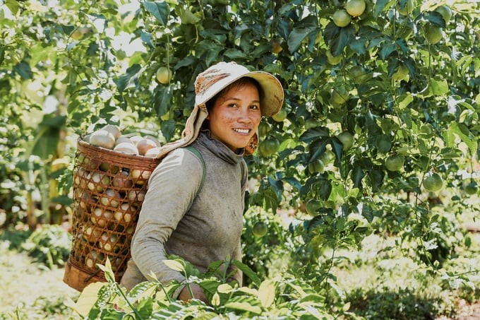 Some garden owners who produce passion fruit of high standards can earn up to USD 20,000/ha. Photo: Nguyen Van Viet.