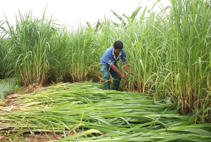 Ha Nam's agricultural sector encourages the development of professional, farm-scale livestock farming. Photo: Trung Quan.