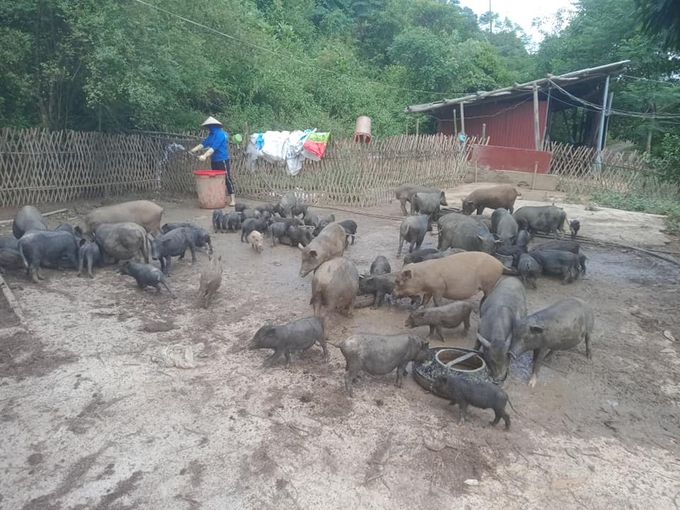 Đàn lợn bản địa trước khi bị dịch tả lợn Châu Phi của gia đình anh Phan Văn Tuân. Ảnh: Ngọc Tú. 